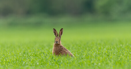 hare in the grass on alert