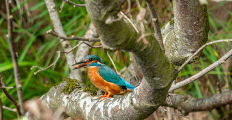 Female Kingfisher with fish