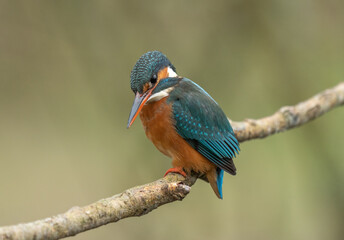 Female Kingfisher looking for her Lunch
