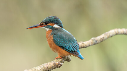 Kingfisher posing
