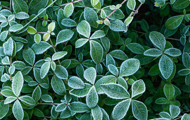 Green leaves in white frost.