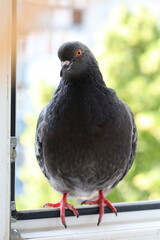 Pigeon closeup portrait, bird on the window, rainy day, pigeon beautiful portrait, pigeons eyes in macro, Extreme Close Up