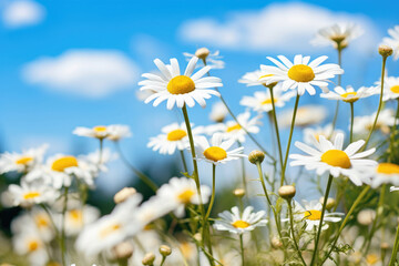 Chamomiles on a sunny summer day in the meadow