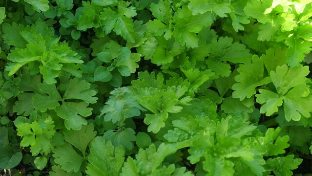 celery growing on a plantation. useful properties of celery, agriculture, vegetables and herbs for cooking. Harvest of celery