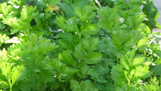 close-up of celery leaves growing on a plantation on a summer day. useful properties of celery, agriculture, vegetables and herbs for cooking