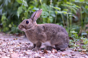 The Gardener Rabbit