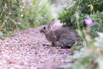The Gardener Rabbit