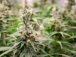 Premium cannabis plants for harvest in a greenhouse.