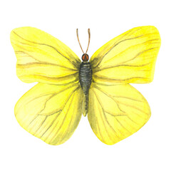 Watercolor illustration of a male yellow butterfly Gonepteryx rhamni. Hand drawn isolated on a transparent background
