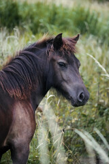 Portrait cheval