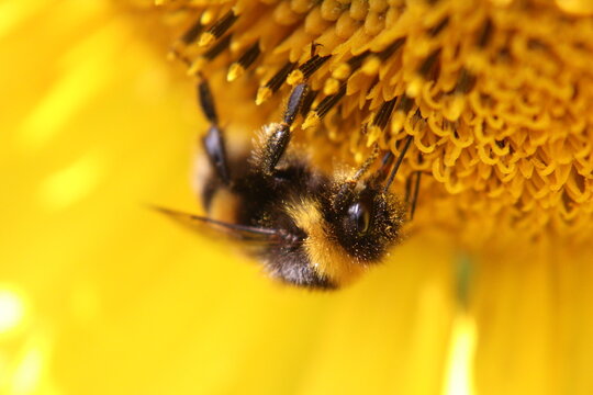 Macro of a bumblebee pollinating a yellow sunflower