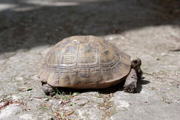Tortue sur le sol