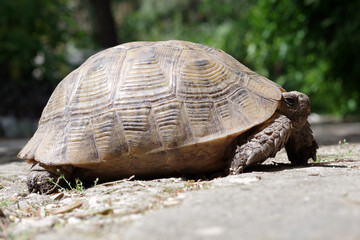 Tortue sur le sol