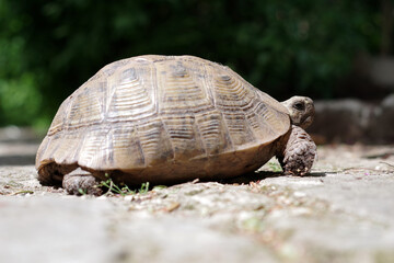 Tortue sur le sol