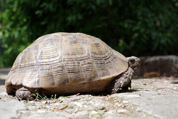 Tortue sur le sol