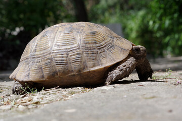 Tortue sur le sol