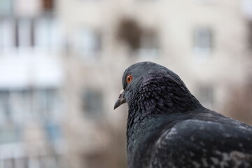 Female pigeon extreme closeup portrait, bird on the window, rainy day, pigeon beautiful portrait, pigeons eyes in macro, Extreme Close Up