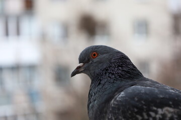 Funny pigeon closeup portrait, bird on the window, amazing beautiful portrait, perfect view, extreme close up