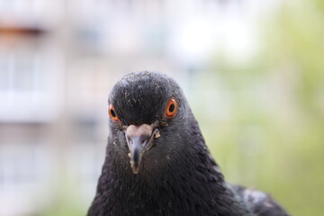 Funny pigeon closeup portrait, bird on the window, amazing beautiful portrait, perfect view, extreme close up