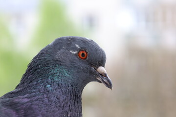 Male pigeon closeup portrait, bird on the window, rainy day, pigeon beautiful portrait, pigeons eyes in macro, Extreme Close Up