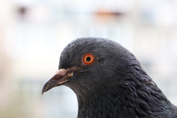Female pigeon extreme closeup portrait, bird on the window, rainy day, pigeon beautiful portrait, pigeons eyes in macro, Extreme Close Up