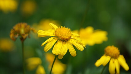 yellow dandelion flower on the garden 