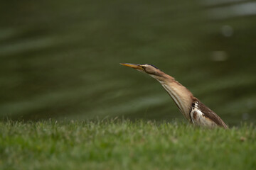 blue heron ardea cinerea