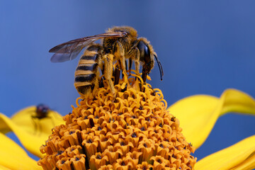 Gelbbindige Furchenbiene