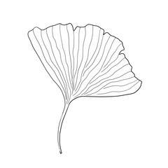 Ginkgo leaf vector sketch