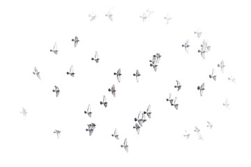 flock of flying birds