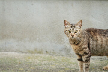 こちらを覗くネコ