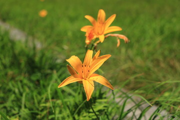 Obraz premium 尾瀬のニッコウキスゲ