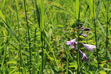 尾瀬に咲くコバギボウシ