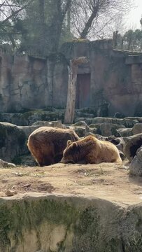 Two brown bears sleeping bored in the zoo, one has his head down and the other walks behind, poarecen bored to be stuck in the zoo all day