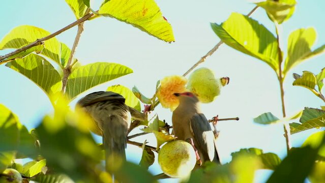 Red-faced mousebirds frugivores eat guavas in early morning light in treetop