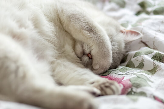 The white cat is sleeping on the owner's bed. The cat covered his eyes with his paw. Photo