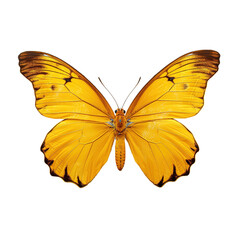 Two beautiful yellow butterflies Phoebis philea isolated on white background.