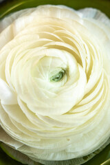close up of a white ranunculus flower in soft focus