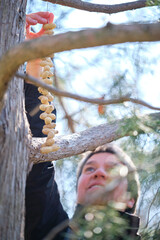Volunteer mature woman hanging peanuts from a tree to feed birds during winter.