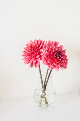Bouquet of pink dahlias in a glass vase on a light background © okkijan2010