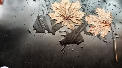 autumn leaves on the ground