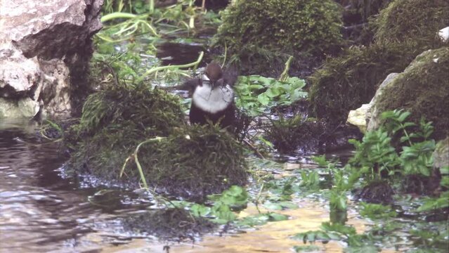 Dipper collects nesting material