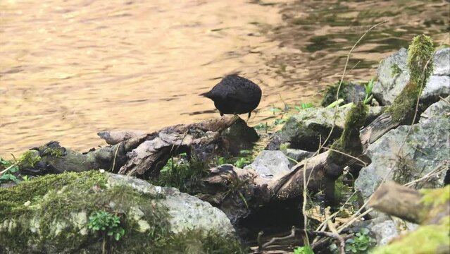 Dipper collects nesting material