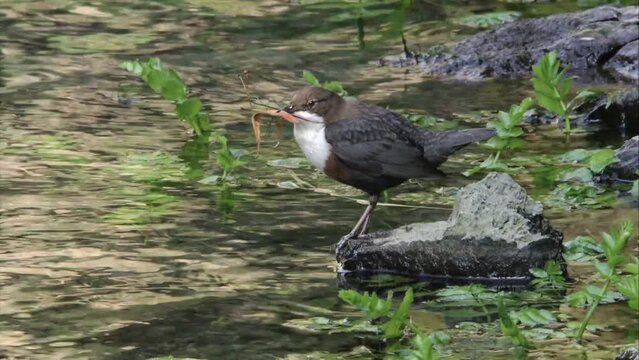 Dipper collects nesting material