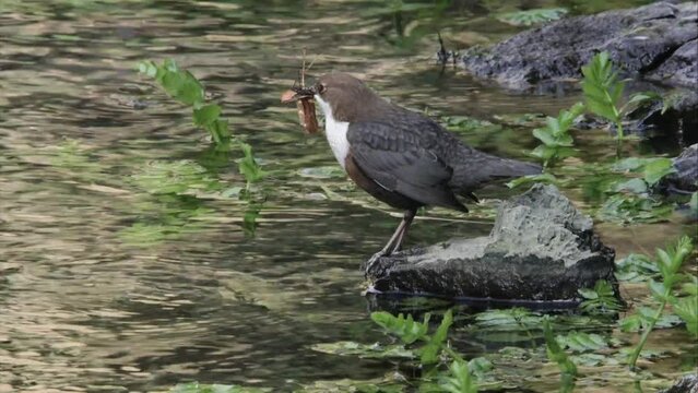 Dipper collects nesting material