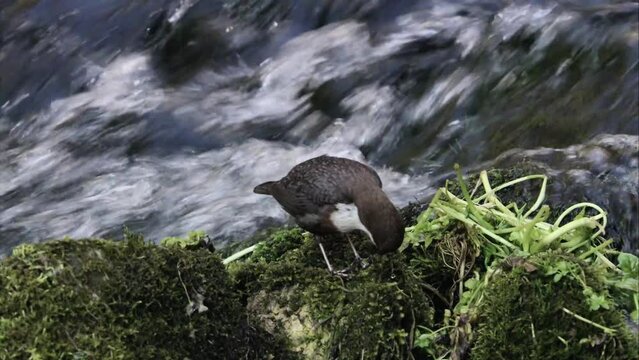 Dipper by the water