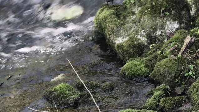 Dipper collects nesting material