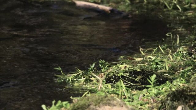 Dipper by the water