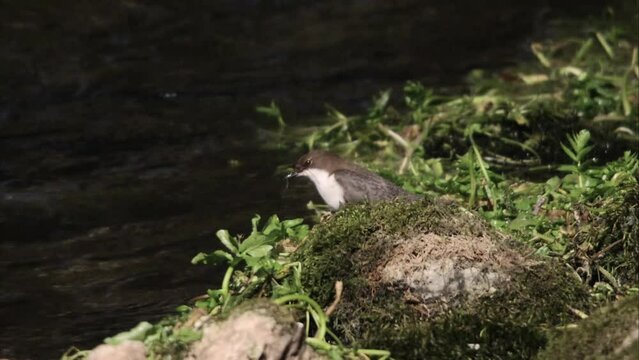 Dipper collects nesting material