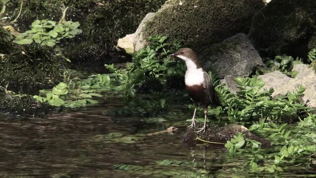 Dipper by the water